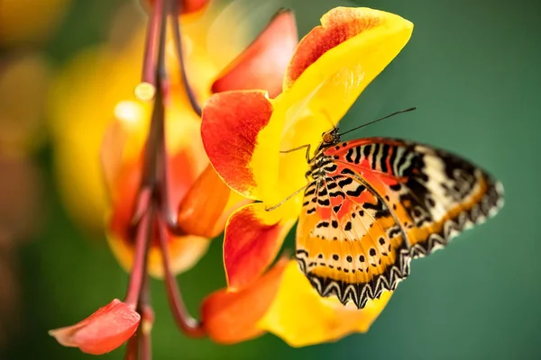 Hermosa mariposa en bosque tropical — Foto de Stock