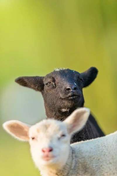 Portrait de jeunes agneaux noirs et blancs mignons différents sur pastur — Photo