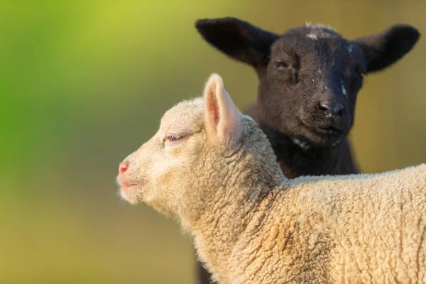 Portrait de jeunes agneaux noirs et blancs mignons différents sur pastur — Photo