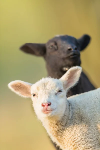 Pastur のかわいい異なる白と黒若い羊の肖像画 — ストック写真