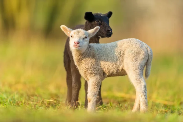 Mignon différent noir et blanc jeunes agneaux sur pâturage — Photo