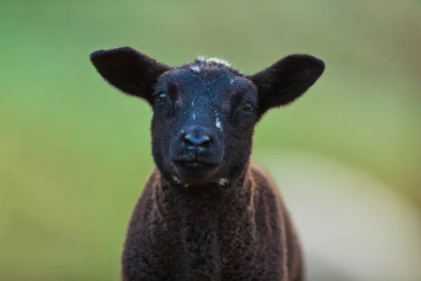 Giovane agnello nero ritratto su pascolo, mattina presto in primavera . — Foto Stock