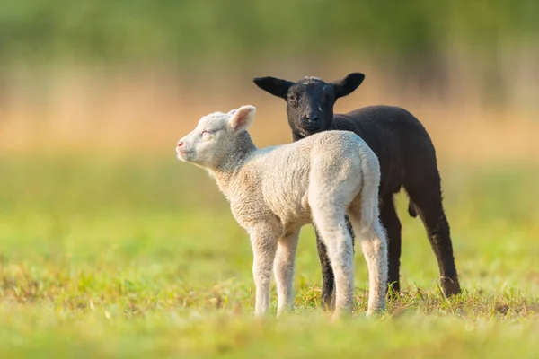 Lindos diferentes corderos jóvenes en blanco y negro en el pasto — Foto de Stock