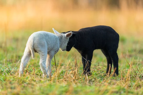 牧草地に黒と白若い羊を異なるかわいい — ストック写真