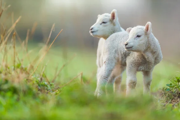 Aranyos fiatal bárányok legelőn, kora reggel, tavasszal. — Stock Fotó