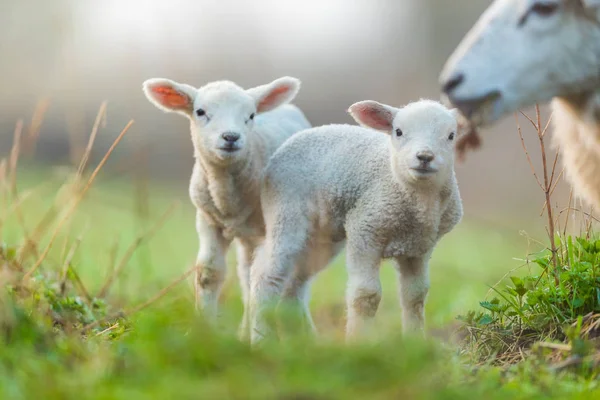 Mignons jeunes agneaux avec leur mère sur le pâturage — Photo