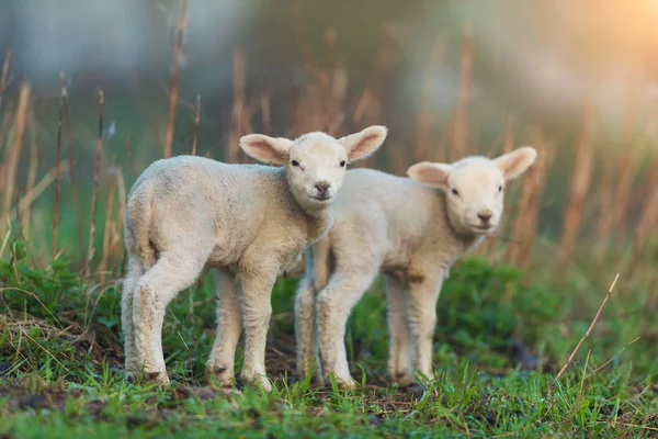 Lindos corderos jóvenes en el pasto, temprano en la mañana en primavera . — Foto de Stock