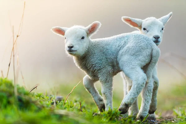 Lindos corderos jóvenes en el pasto, temprano en la mañana en primavera . — Foto de Stock