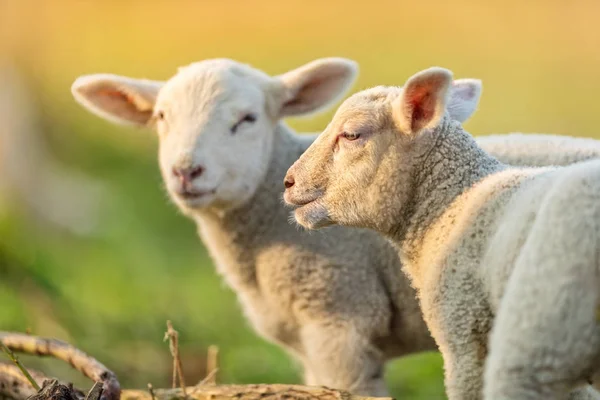 Mignons jeunes agneaux sur le pâturage, tôt le matin au printemps . — Photo