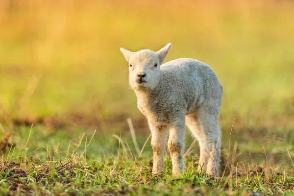 牧草地、春の早朝にかわいい子羊. — ストック写真