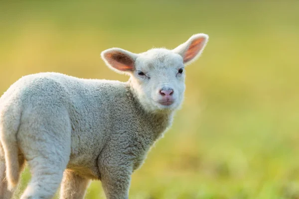 Lindo cordero joven en el pasto, temprano en la mañana en primavera . — Foto de Stock