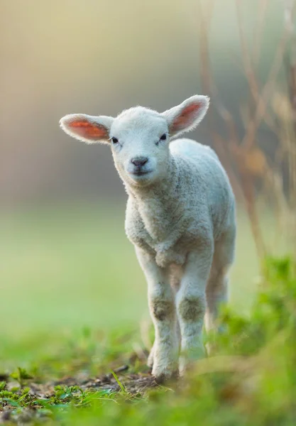 Mignon jeune agneau sur le pâturage, tôt le matin au printemps . — Photo