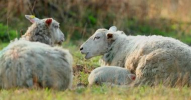 Sevimli genç Kuzuların mera, Bahar sabahın erken saatlerinde üzerinde.