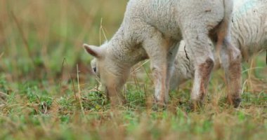 Sevimli genç Kuzuların mera, Bahar sabahın erken saatlerinde üzerinde.