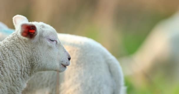 Niedliche Junge Lämmer Auf Der Weide Frühmorgens Frühling — Stockvideo