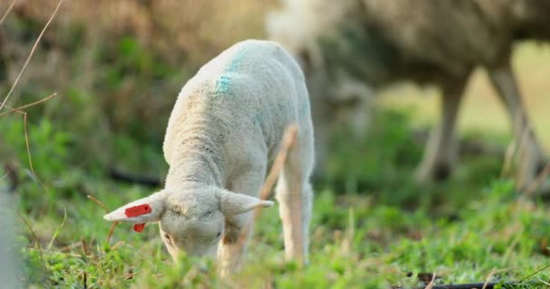 牧草地 春の早朝にかわいい若い羊 — ストック動画