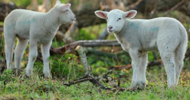 Lindos Corderos Jóvenes Pasto Temprano Mañana Primavera — Vídeo de stock