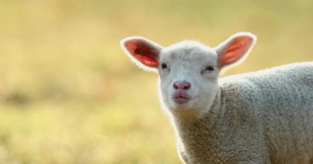 Cute Młoda Jagniecina Pastwisko Wcześnie Rano Wiosnę — Wideo stockowe