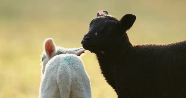 Sevimli Genç Siyah Beyaz Koyunlar Mera Bahar Sabahın Erken Saatlerinde — Stok video
