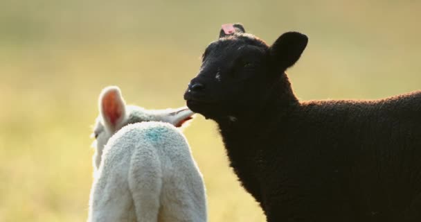 Niedliche Junge Schwarze Und Weiße Lämmer Auf Der Weide Frühmorgens — Stockvideo