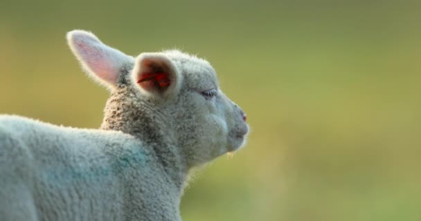 Mignon jeune agneau sur le pâturage, tôt le matin au printemps .