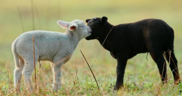 Niedliche Junge Schwarze Und Weiße Lämmer Auf Der Weide Frühmorgens — Stockvideo