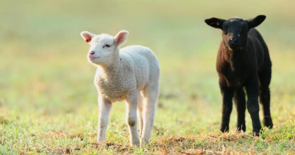 牧草地 春の早朝にかわいい若い黒と白羊 春と新生児の生命のシンボル — ストック動画
