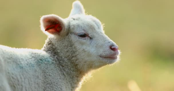 Niedliches Junges Lamm Auf Der Weide Frühmorgens Frühling — Stockvideo