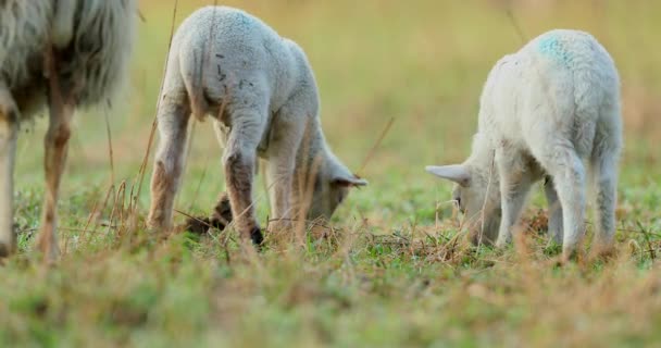Mignons jeunes agneaux sur le pâturage, tôt le matin au printemps .