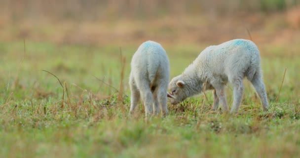 牧草地 春の早朝にかわいい若い羊 — ストック動画