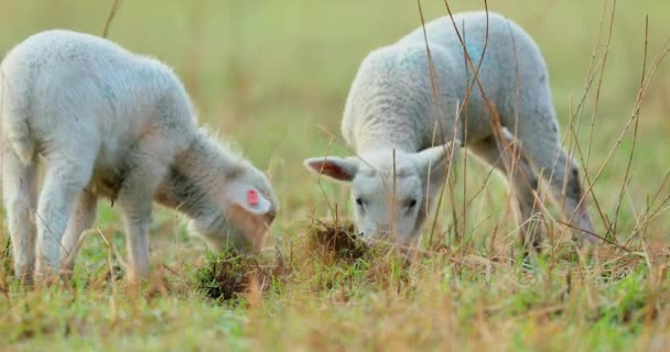 Cute Młodych Jagniąt Pastwisko Wcześnie Rano Wiosnę — Wideo stockowe