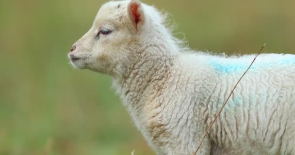 Mignon jeune agneau sur le pâturage, tôt le matin au printemps .
