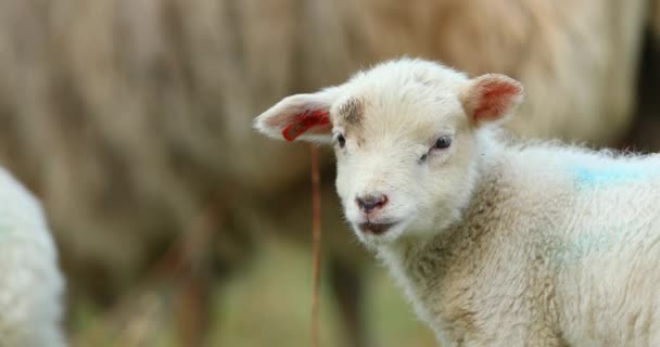 Mignons jeunes agneaux sur le pâturage, tôt le matin au printemps .