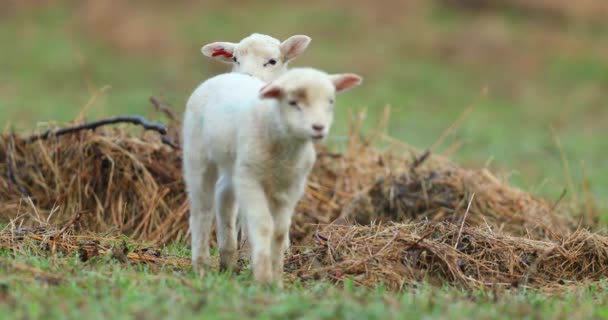 牧草地 春の早朝にかわいい若い羊 — ストック動画