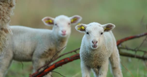 Schattige Jonge Lammeren Weide Morgens Vroeg Het Voorjaar — Stockvideo