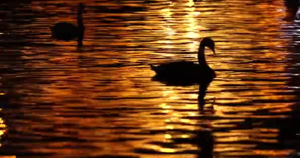 Siluetter Svanar Natten Staden River Med Lampor Reflektioner — Stockvideo