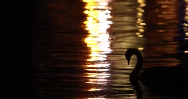 Silhouette Cigni Notte Fiume Città Con Riflessi Luci — Video Stock