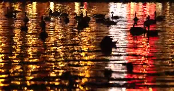 夜晚的天鹅剪影 城市河流的灯光反射 — 图库视频影像