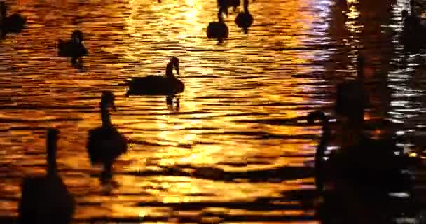 Silhuetas Cisnes Noite Rio Cidade Com Reflexos Luzes — Vídeo de Stock