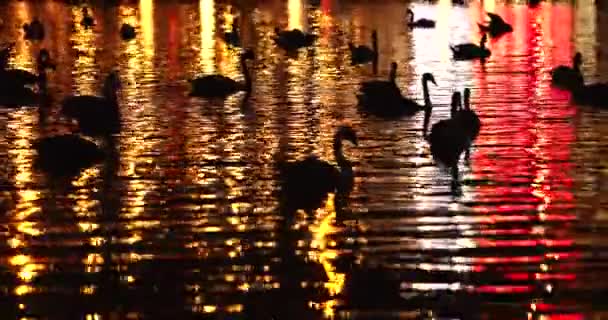 Siluetas Cisnes Por Noche Río Ciudad Con Reflejos Luces — Vídeos de Stock