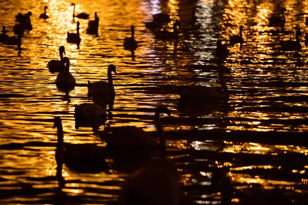 Grupo de cisnes nadando en el río por la noche — Foto de Stock