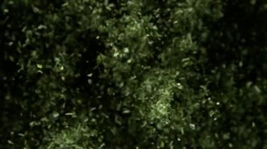 Maydanozun ya da baharatın çok yavaş uçması. Yüksek hızlı sinema kamerası, 1000 fps.
