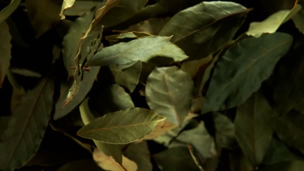 Super slow motion of flying whole dry bay leaves spice. Filmed on high speed cinema camera, 1000 fps