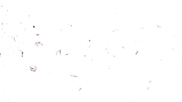 Super Slow Motion Shattered Glass White Background Filmed High Speed — 비디오