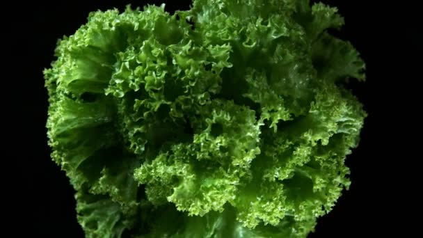 Super Langzame Beweging Van Roterende Verse Salade Met Waterdruppels Gefilmd — Stockvideo