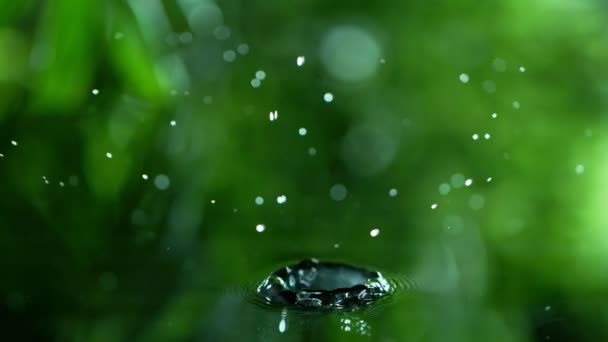 Super Slow Motion Falling Water Drop Leaf Filmed High Speed — Stock Video