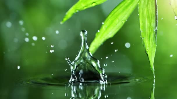 Super Zpomalení Kapání Vody Palmovým Listem Lázeňskou Wellness Koncepcí Natočeno — Stock video