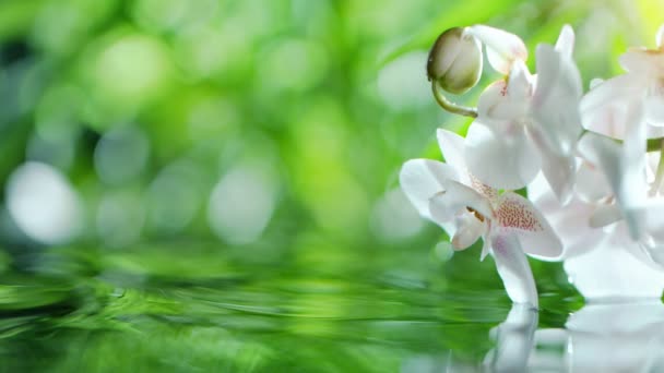 Super Slow Motion Vinka Vattenytan Med Orkidé Blommor Inspelning Från — Stockvideo