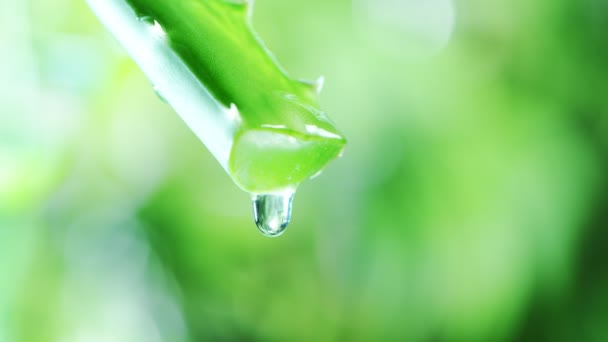 Super Slow Motion Dropping Aloe Vera Liquid Leaf Filmed Very — Stock Video