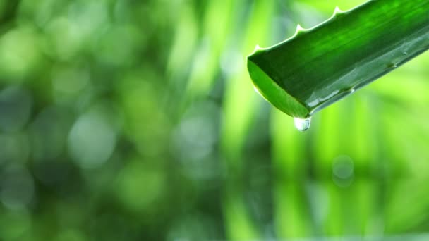 Super Zeitlupe Des Tropfens Aloe Vera Flüssigkeit Aus Blatt Gefilmt — Stockvideo